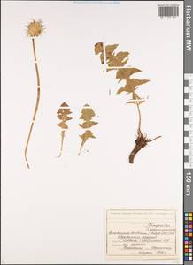 Taraxacum serotinum (Waldst. & Kit.) Poir., Eastern Europe, Moscow region (E4a) (Russia)