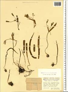 Gagea lutea (L.) Ker Gawl., Caucasus, Krasnodar Krai & Adygea (K1a) (Russia)