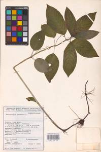 Mercurialis perennis L., Eastern Europe, North-Western region (E2) (Russia)