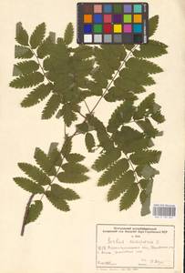 Sorbus aucuparia L., Eastern Europe, South Ukrainian region (E12) (Ukraine)