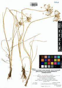 Allium anisopodium Ledeb., Siberia, Baikal & Transbaikal region (S4) (Russia)