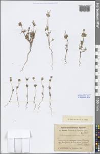 Petrosimonia sibirica (C. A. Mey.) Bunge, Middle Asia, Dzungarian Alatau & Tarbagatai (M5) (Kazakhstan)