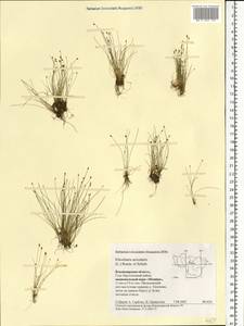 Eleocharis acicularis (L.) Roem. & Schult., Eastern Europe, Central region (E4) (Russia)