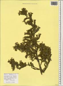 Echium italicum subsp. biebersteinii (Lacaita) Greuter & Burdet, Caucasus, Krasnodar Krai & Adygea (K1a) (Russia)