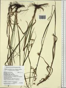 Luzula luzuloides (Lam.) Dandy & E.Willm., Western Europe (EUR) (Bulgaria)