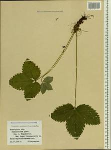 Fragaria moschata Duchesne, Eastern Europe, Northern region (E1) (Russia)