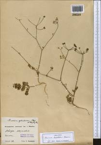 Elwendia latiloba (Korovin) Pimenov & Kljuykov, Middle Asia, Pamir & Pamiro-Alai (M2) (Uzbekistan)
