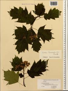 Aria torminalis (L.) Beck, Caucasus, Black Sea Shore (from Novorossiysk to Adler) (K3) (Russia)