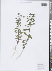 Euphorbia stricta L., Caucasus, Black Sea Shore (from Novorossiysk to Adler) (K3) (Russia)