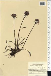 Pedicularis sudetica Willd., Siberia, Western Siberia (S1) (Russia)