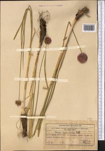 Allium hymenorhizum Ledeb., Middle Asia, Western Tian Shan & Karatau (M3) (Kazakhstan)