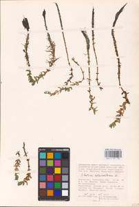 Elatine alsinastrum L., Middle Asia, Caspian Ustyurt & Northern Aralia (M8) (Kazakhstan)