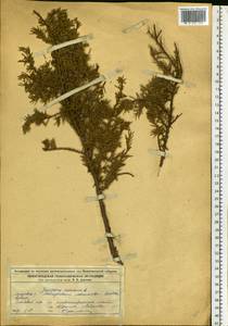Juniperus communis L., Eastern Europe, Volga-Kama region (E7) (Russia)