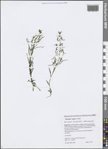 Thesium repens Ledeb., Siberia, Baikal & Transbaikal region (S4) (Russia)