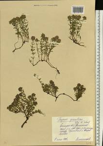Thymus calcareus Klokov & Des.-Shost., Eastern Europe, South Ukrainian region (E12) (Ukraine)