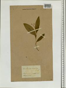 Maianthemum trifolium (L.) Sloboda, Siberia, Baikal & Transbaikal region (S4) (Russia)