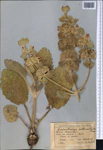 Phlomoides molucelloides (Bunge) Salmaki, Middle Asia, Syr-Darian deserts & Kyzylkum (M7) (Kazakhstan)