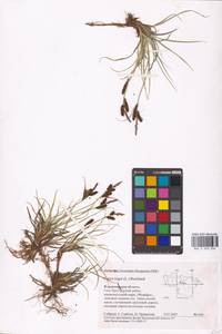 Carex nigra (L.) Reichard, Eastern Europe, Central region (E4) (Russia)