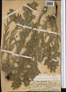 Onosma dichroantha Boiss., Middle Asia, Western Tian Shan & Karatau (M3) (Kazakhstan)