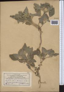Chrozophora sabulosa Kar. & Kir., Middle Asia, Syr-Darian deserts & Kyzylkum (M7) (Uzbekistan)
