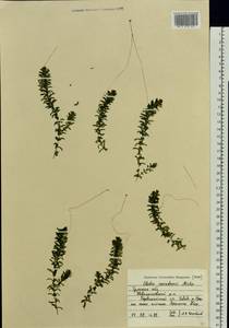 Elodea canadensis Michx., Eastern Europe, Central region (E4) (Russia)