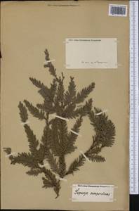 Sequoia sempervirens (D. Don) Endl., America (AMER) (Not classified)