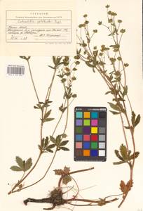 Potentilla thuringiaca Bernh. ex Link, Eastern Europe, Northern region (E1) (Russia)