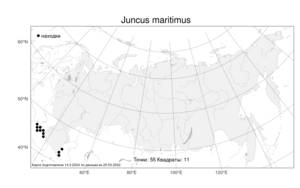 Juncus maritimus Lam., Atlas of the Russian Flora (FLORUS) (Russia)