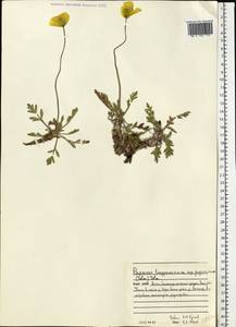 Oreomecon lapponica (Tolm.) Galasso, Banfi & Bartolucci, Eastern Europe, Northern region (E1) (Russia)