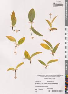 Maianthemum trifolium (L.) Sloboda, Siberia, Chukotka & Kamchatka (S7) (Russia)