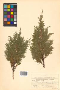 Juniperus chinensis var. sargentii A.Henry, Siberia, Russian Far East (S6) (Russia)