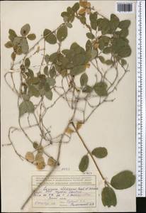 Lonicera altmannii Regel & Schmalh., Middle Asia, Northern & Central Tian Shan (M4) (Kyrgyzstan)