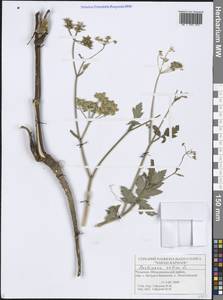 Pastinaca sativa L., Eastern Europe, Middle Volga region (E8) (Russia)