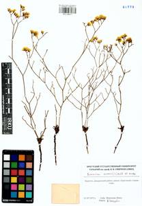 Limonium aureum (L.) Hill, Siberia, Baikal & Transbaikal region (S4) (Russia)