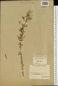 Erigeron canadensis L., Middle Asia, Caspian Ustyurt & Northern Aralia (M8) (Kazakhstan)