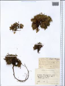 Potentilla elegans Cham. & Schltdl., Siberia, Yakutia (S5) (Russia)