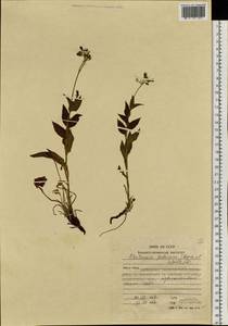 Mertensia kamczatica (Turcz.) DC., Siberia, Russian Far East (S6) (Russia)