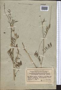 Onobrychis pulchella Schrenk, Middle Asia, Western Tian Shan & Karatau (M3) (Kazakhstan)