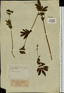 Potentilla longifolia Willd., Siberia (no precise locality) (S0) (Russia)