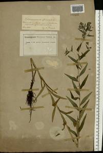 Lithospermum officinale L., Eastern Europe, Central forest-and-steppe region (E6) (Russia)