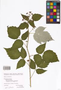 Rubus occidentalis L., Eastern Europe, Central forest-and-steppe region (E6) (Russia)