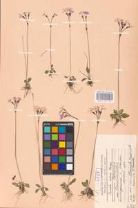 Primula nutans Georgi, Siberia, Baikal & Transbaikal region (S4) (Russia)