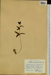 Fritillaria biflora var. biflora, Siberia, Chukotka & Kamchatka (S7) (Russia)