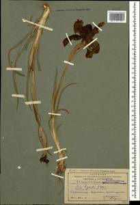 Iris iberica subsp. lycotis (Woronow) Takht., Caucasus, Azerbaijan (K6) (Azerbaijan)