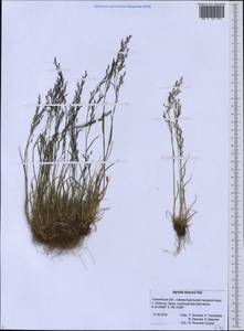 Agrostis exarata Trin., Siberia, Russian Far East (S6) (Russia)