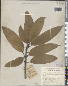 Mangifera indica L., South Asia, South Asia (Asia outside ex-Soviet states and Mongolia) (ASIA) (China)