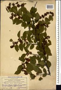 Paliurus spina-christi Mill., Caucasus, Azerbaijan (K6) (Azerbaijan)