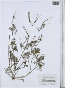 Scandix pecten-veneris L., South Asia, South Asia (Asia outside ex-Soviet states and Mongolia) (ASIA) (Turkey)