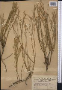 Dianthus karataviensis Pavlov, Middle Asia, Western Tian Shan & Karatau (M3) (Kazakhstan)