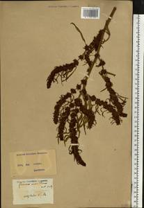 Rumex maritimus L., Eastern Europe, North Ukrainian region (E11) (Ukraine)